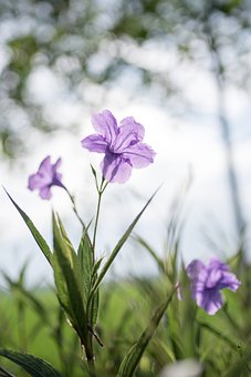 [暗恋成真：掌权贵他官宣了节]畅销小说推荐（苏蕴陆斯宸）全文免费阅读无弹窗大结局苏蕴陆斯宸